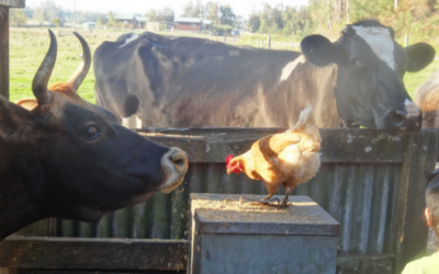 Farm Stay – The Story Behind the Story