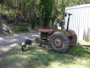 Pig and Tractor